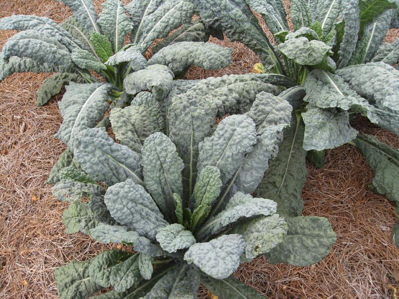 Toscano Kale