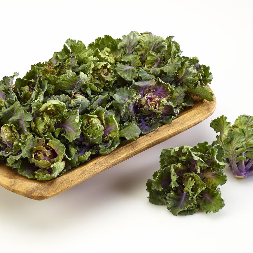 Autumn Star Kalettes