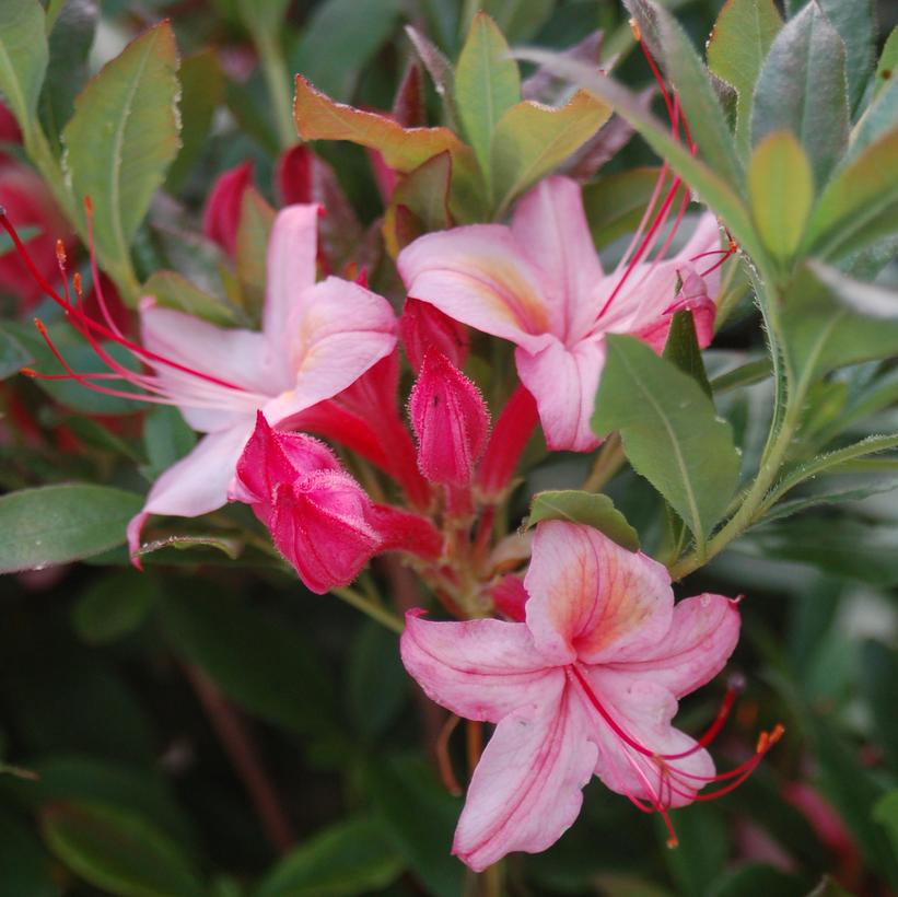 Lollipop Swamp Azalea