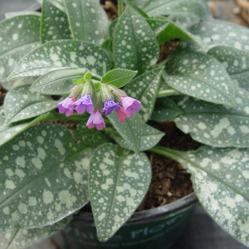 Majeste Lungwort