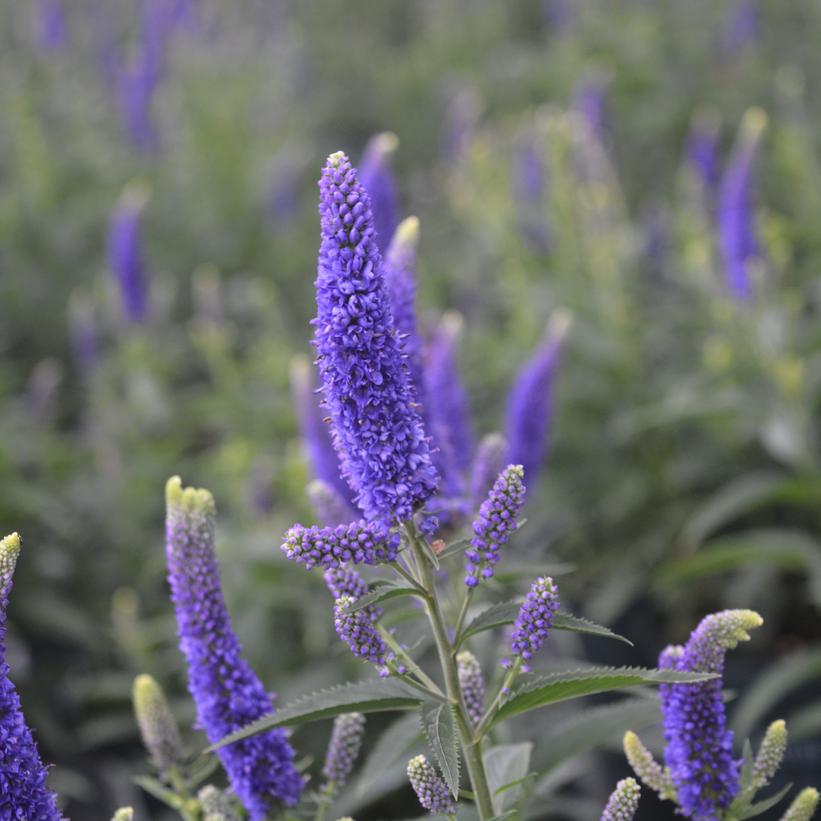 First Glory Speedwell