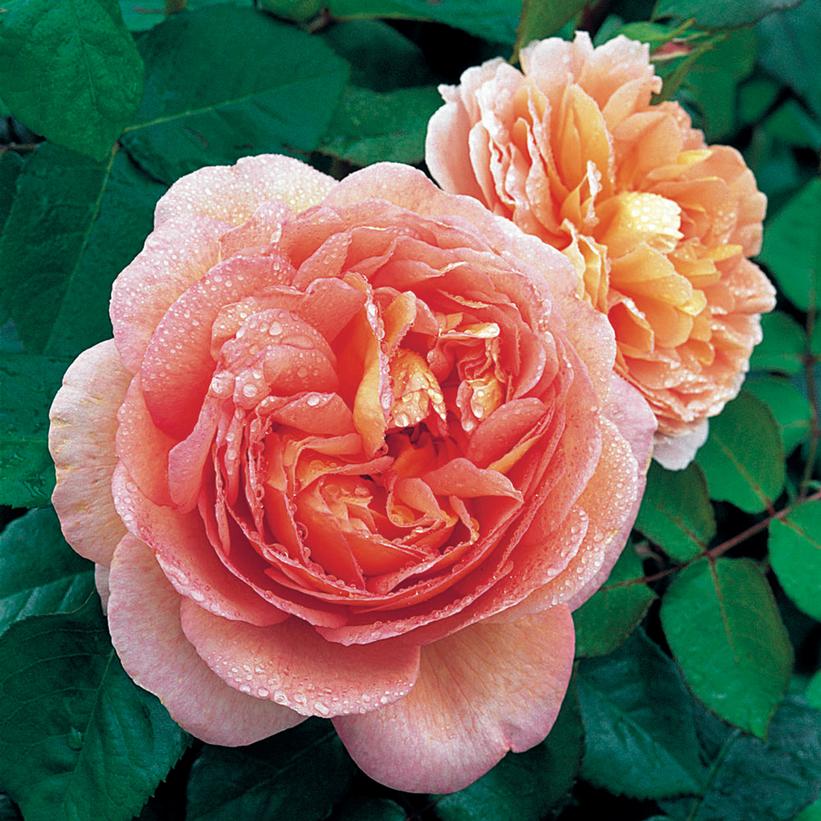 Abraham Darby® English Rose