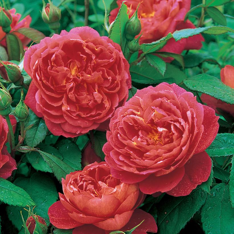 Benjamin Britten™ English Rose