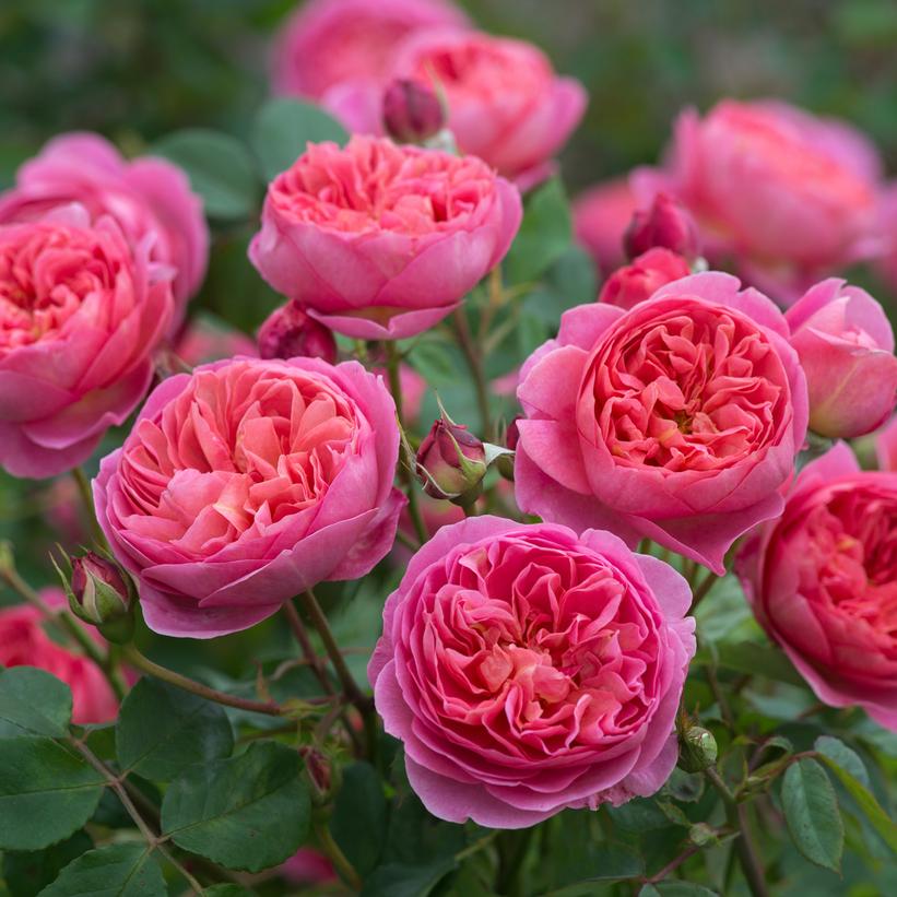 Boscobel English Rose