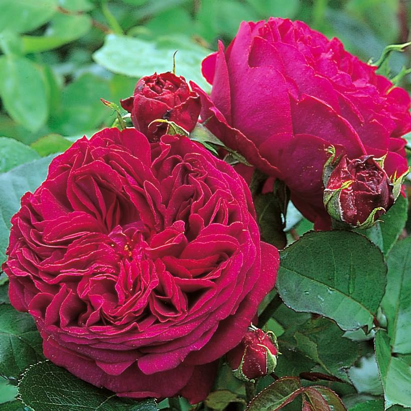 Falstaff™ English Rose