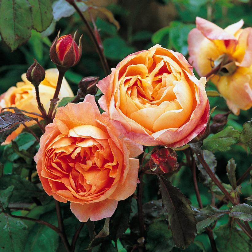 Lady Emma Hamilton English Rose