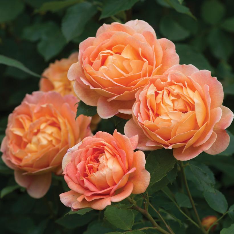 Lady of Shallot English Rose