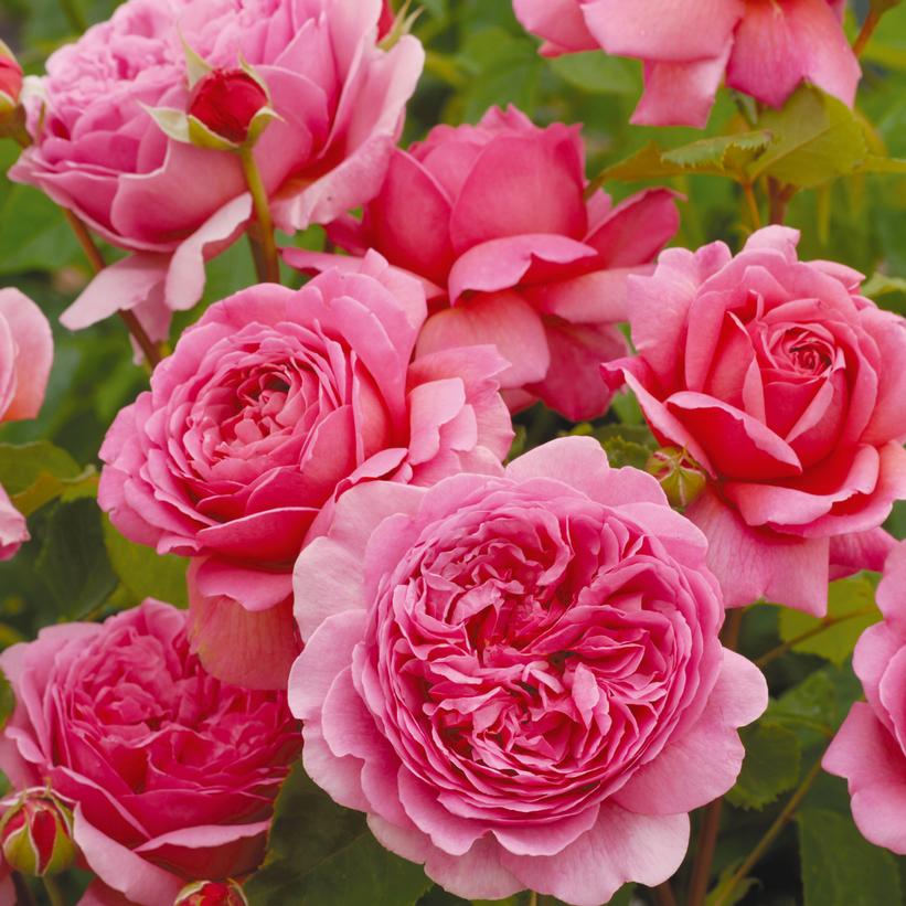 Princess Alexandra of Kent English Rose