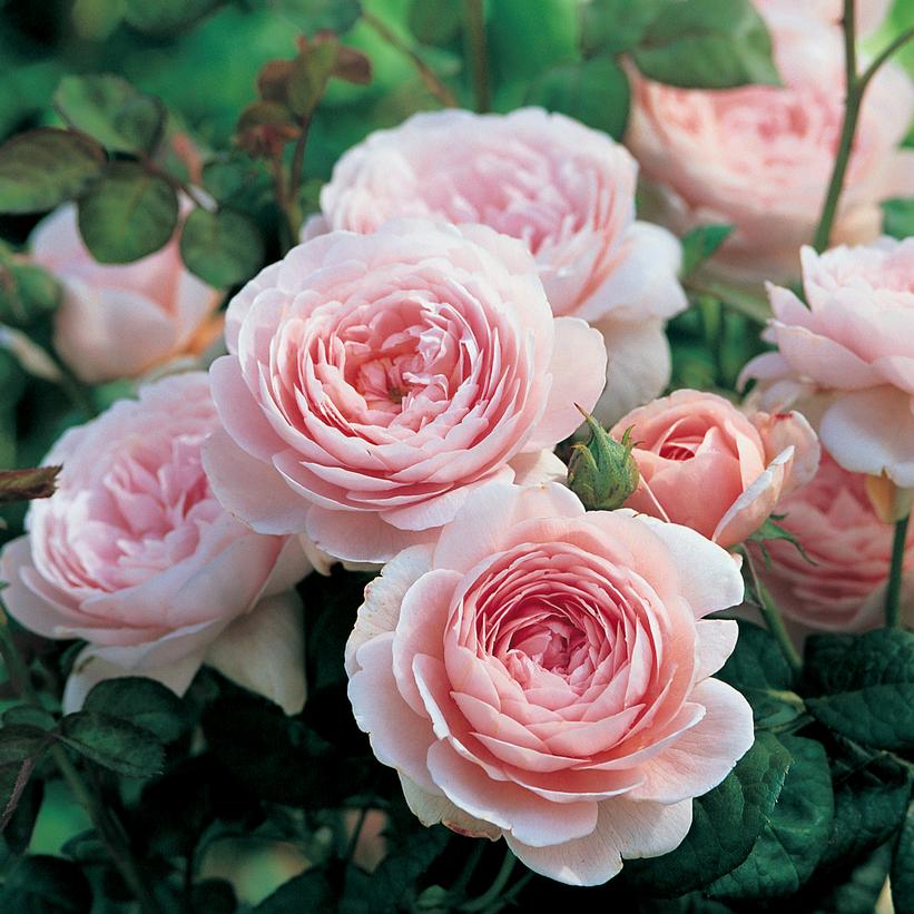 Queen of Sweden English Rose