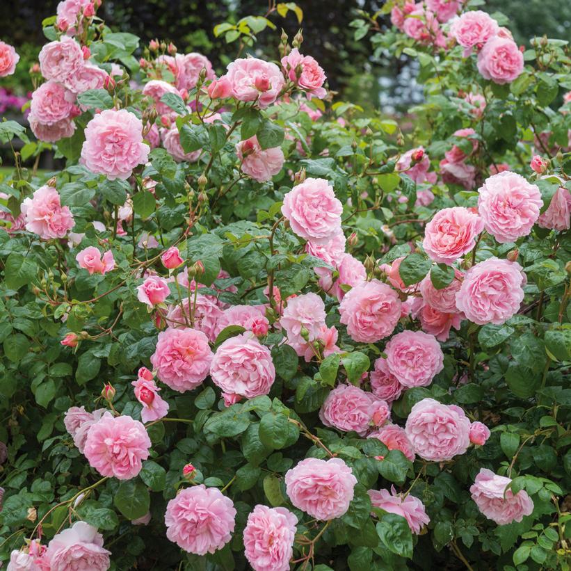 Strawberry Hill English Rose