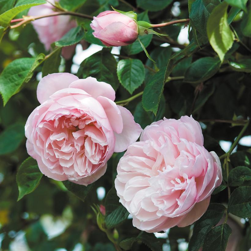 The Generous Gardener® English Rose