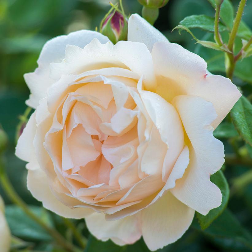 Wallerton Old Hall English Rose