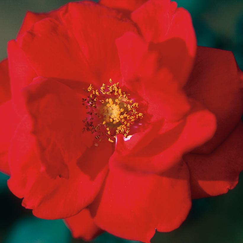 Rambling Red Climbing Rose