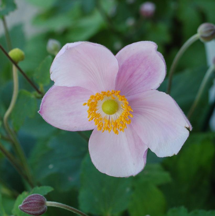 Hardy Grape Leaf Anemone