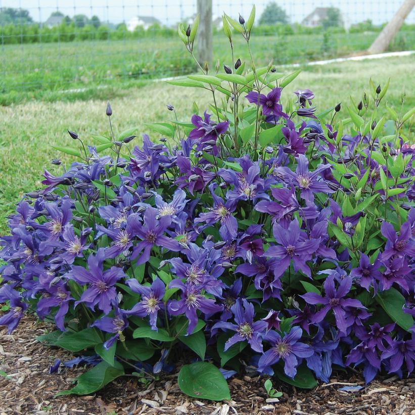 Sapphire Indigo™ Clematis