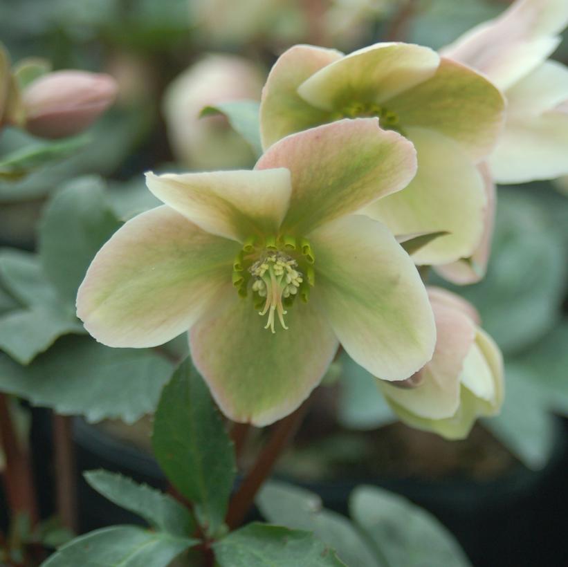 Ivory Prince Christmas Rose