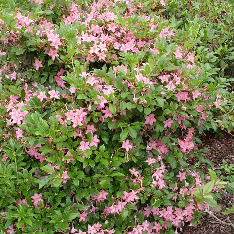 Pink and Sweet Swamp Azalea