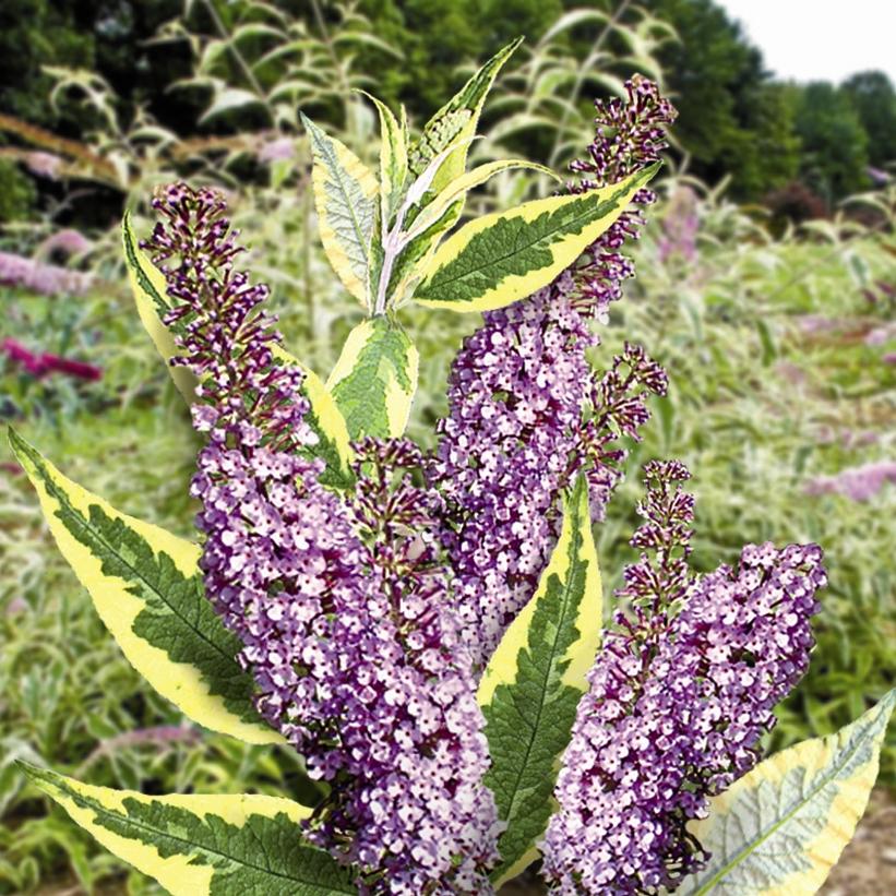 Summer Skies Butterfly Bush