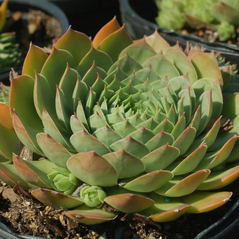 Silver King Hens and Chicks