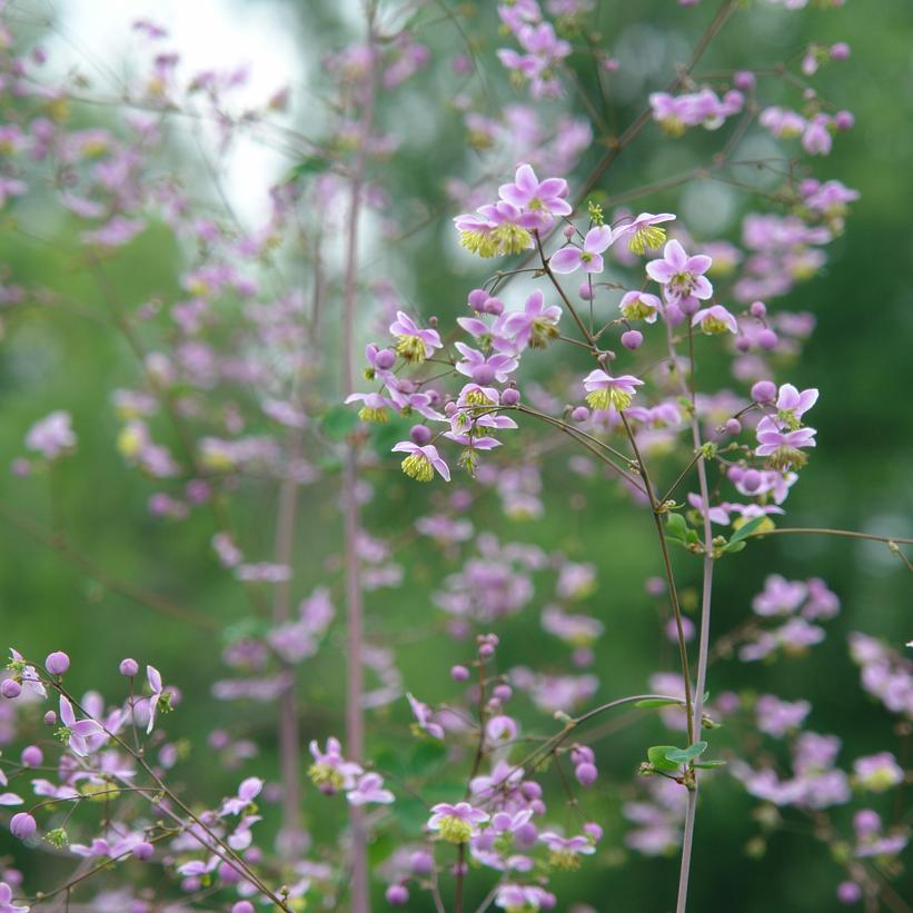 Giant Meadow-rue