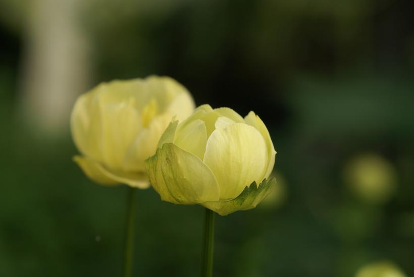 Cheddar Globeflowers