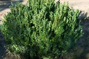 Green Mountain Boxwood