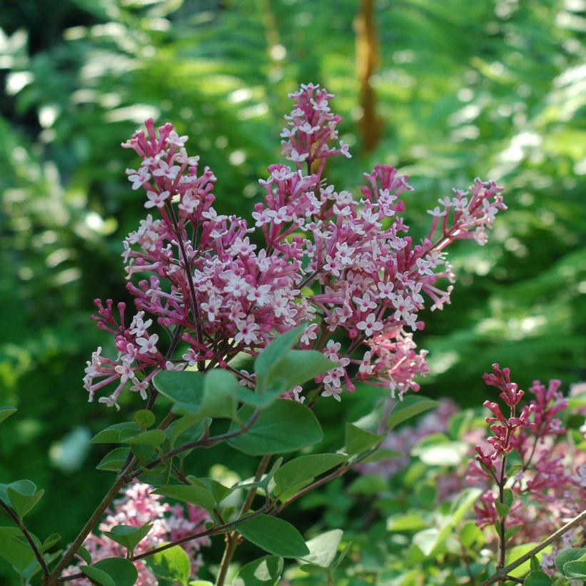 Tinkerbelle™ Lilac