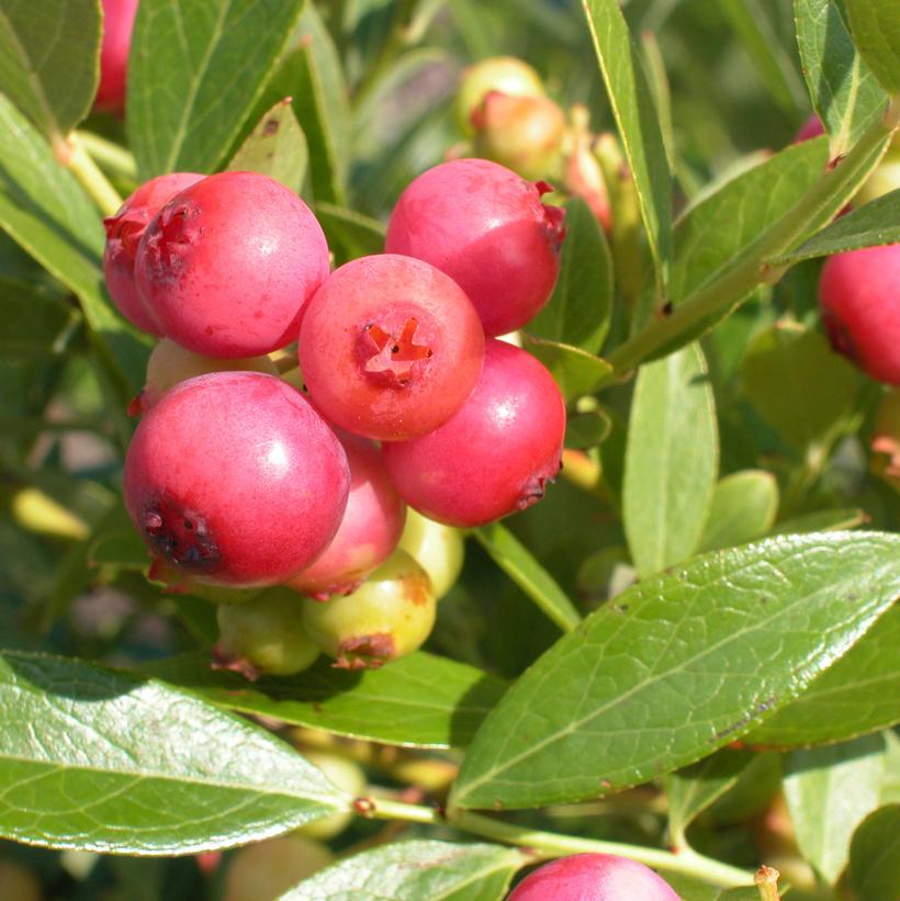 Pink Lemonade Highbush Blueberry