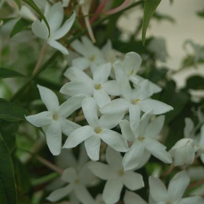 Winter Jasmine