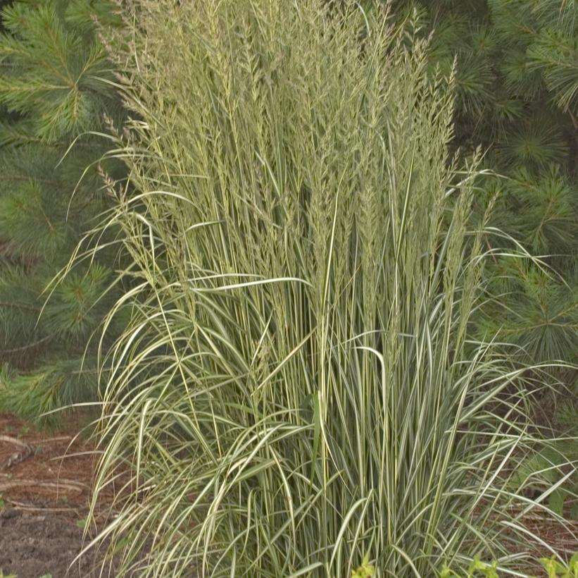 Avalanche Feather Reed Grass