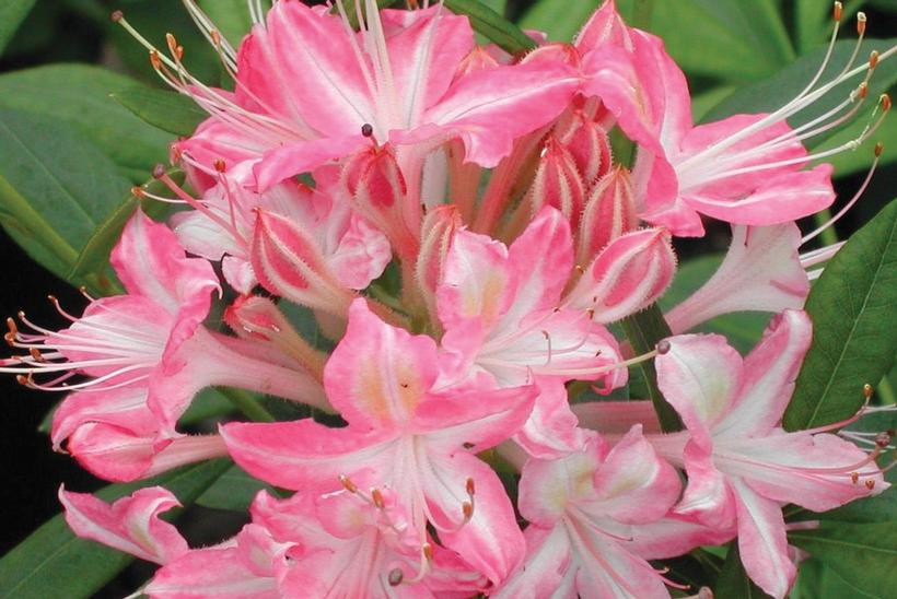 Ribbon Candy Swamp Azalea