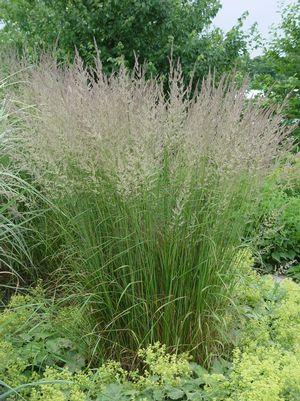 Karl Foerster Feather Reed Grass