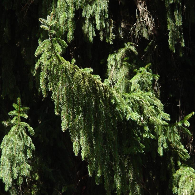 Serbian Spruce