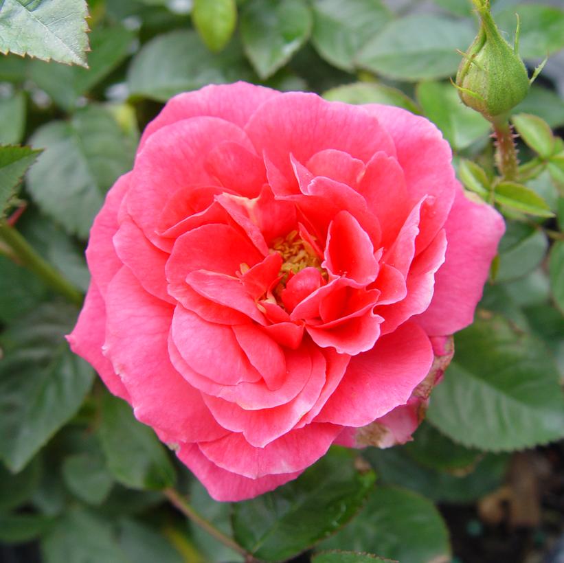 Livin La Vida® Landscape Rose