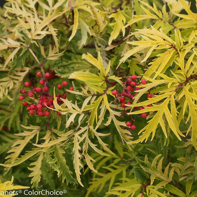 Lemony Lace®Elderberry