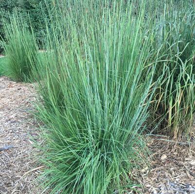 Blaze Little Bluestem