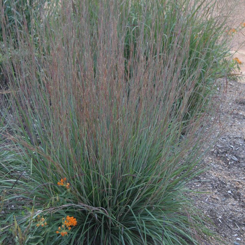 Blue Heaven® Bluestem