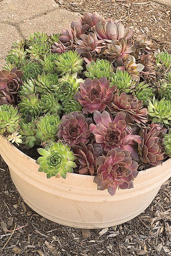 Hens and Chicks