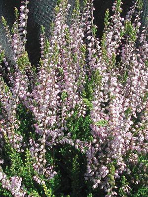 Spring Torch Scotch Heather