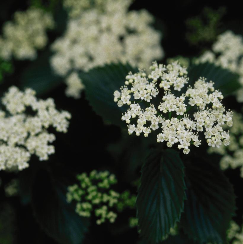 Chicago Lustre® Arrowwood Viburnum