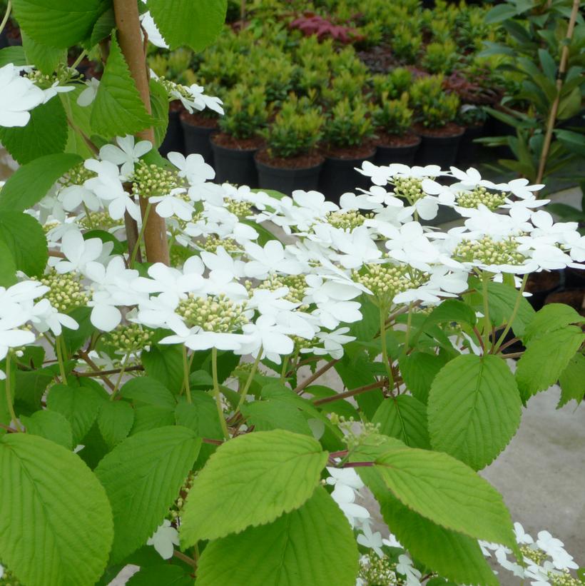 Kilimanjaro Viburnum