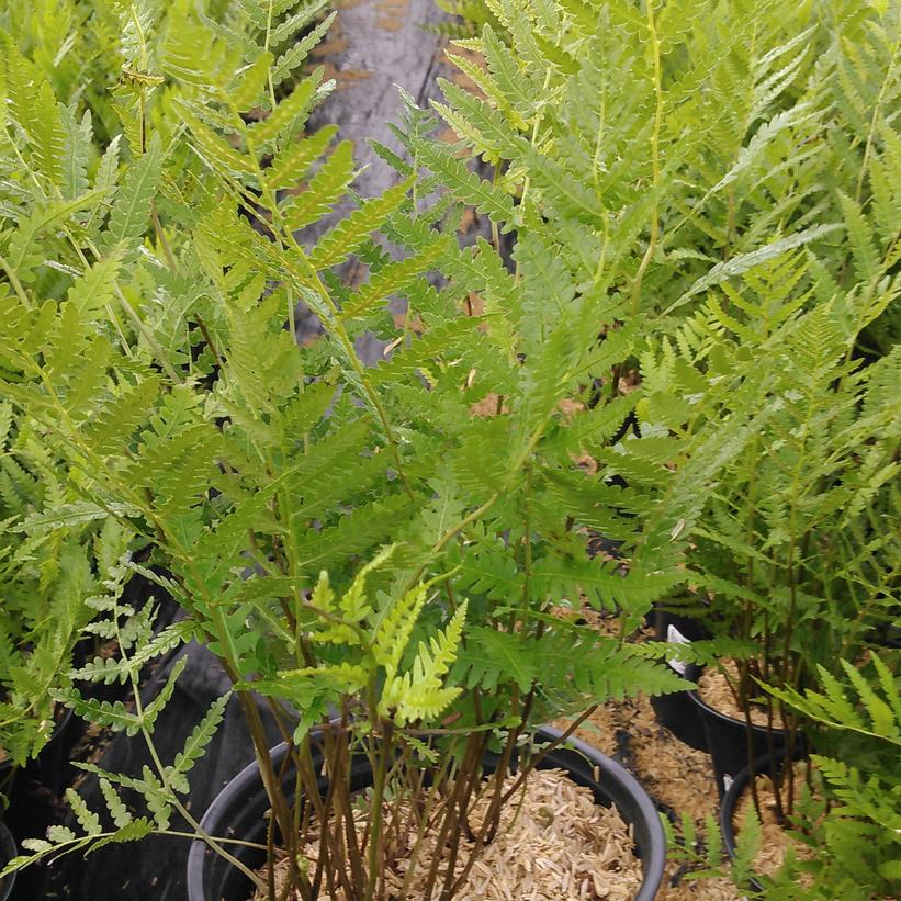 Virginia Chain Fern