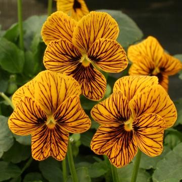 Tiger Eye Viola