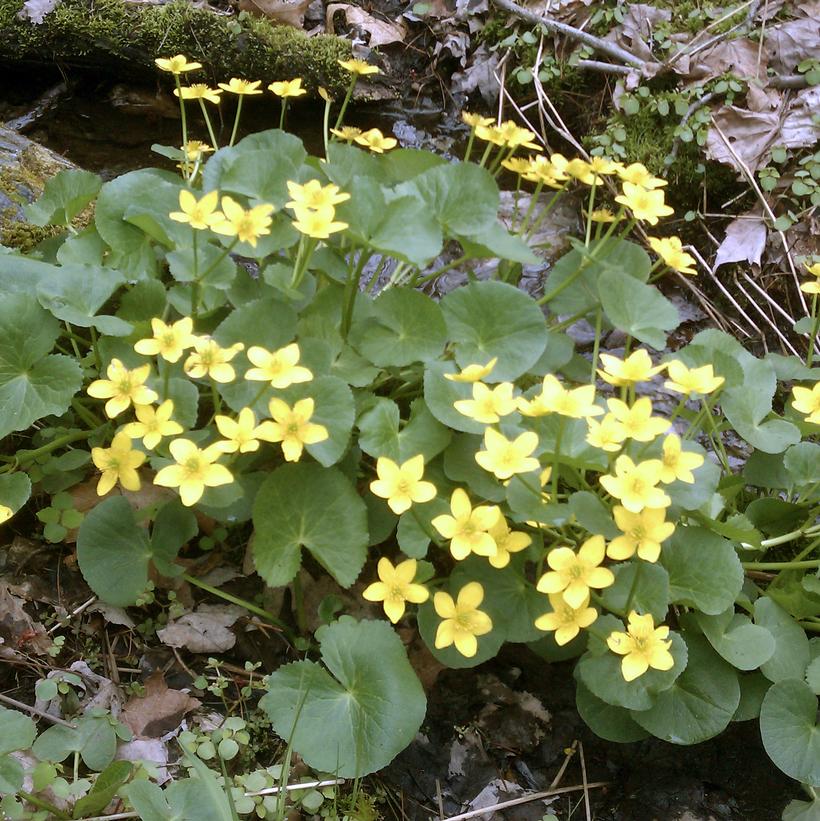 Marsh Marigold