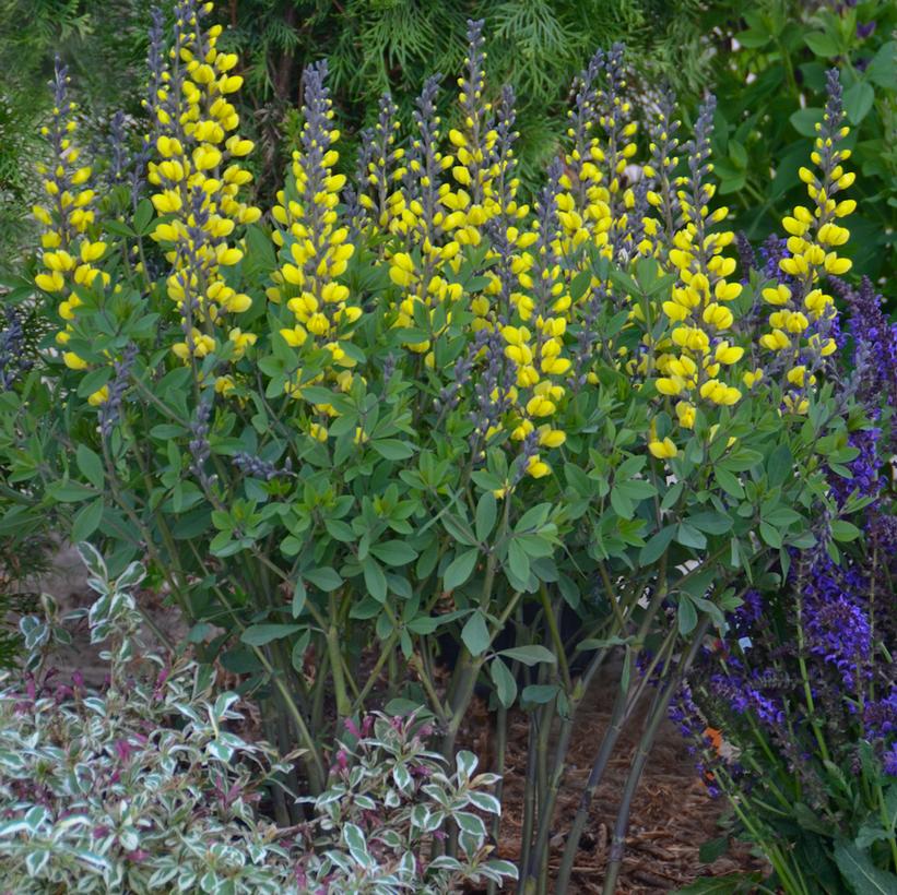 Lemon Meringue False Indigo