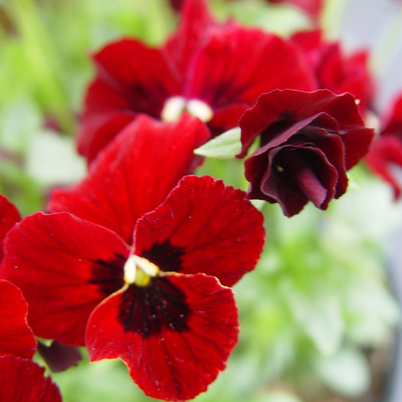 Red Blotch Pansy