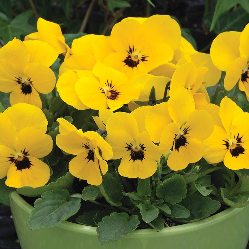 Penny™ Yellow Blotch Viola