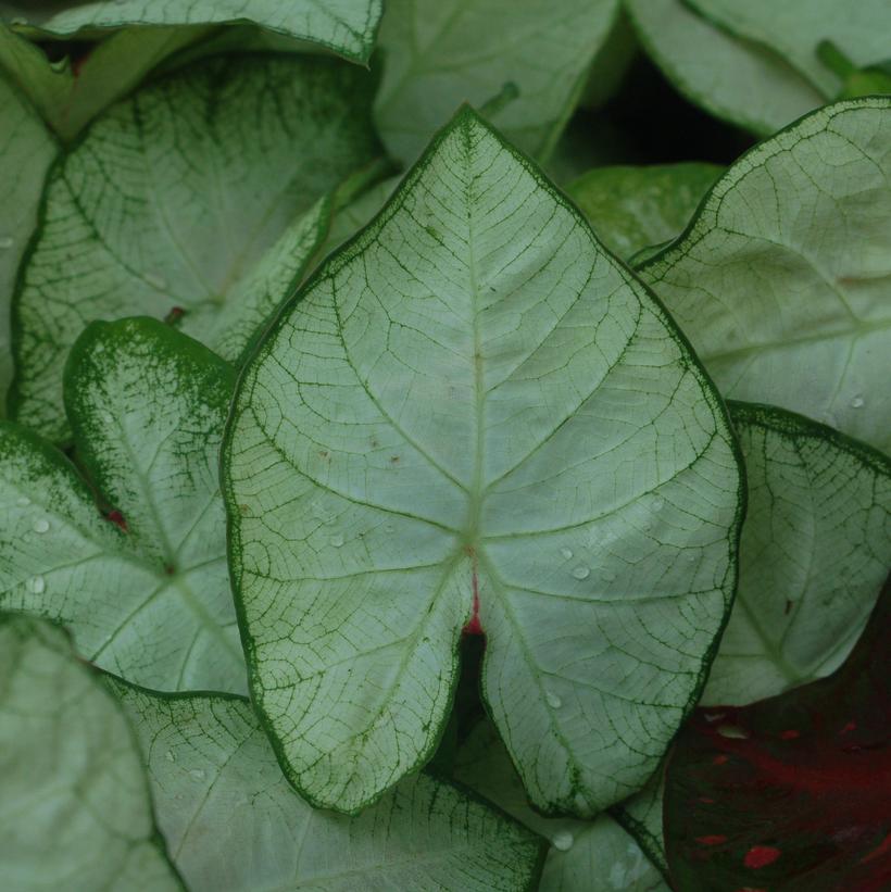 White Elephant Ears