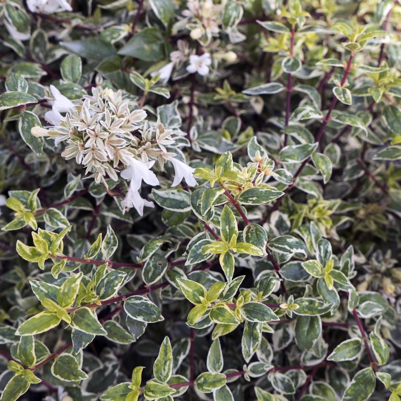 Radiance Glossy Abelia