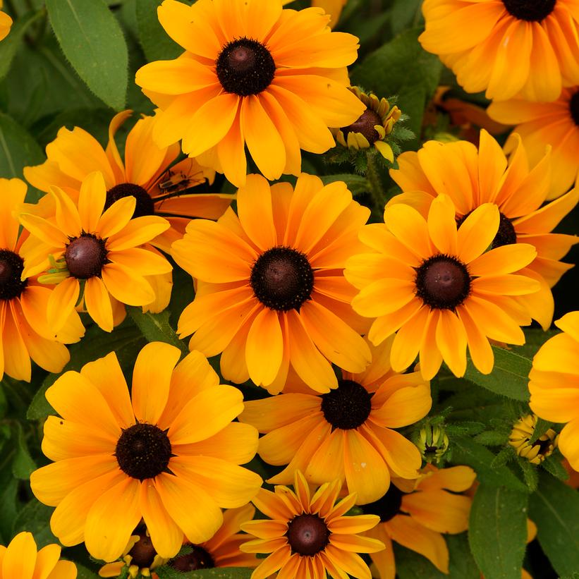 Tiger Eye Gold Black-eyed Susan